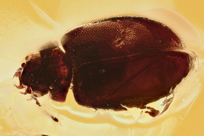 Detailed Fossil Marsh Beetle (Cyphon) in Baltic Amber #294266